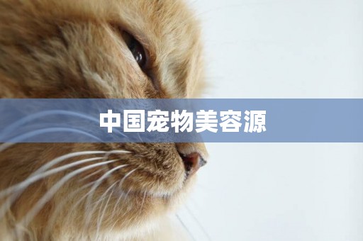 中國寵物美容源