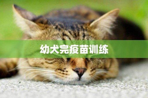 幼犬完疫苗訓練