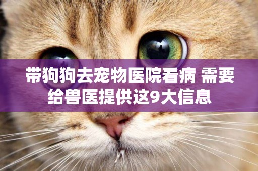 帶狗狗去寵物醫院看病 需要給獸醫提供這9大信息