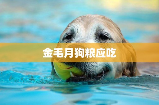 金毛月狗糧應吃