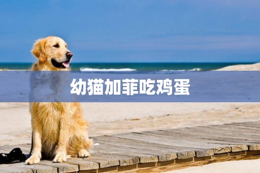幼貓加菲吃雞蛋