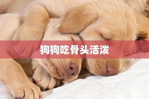 狗狗吃骨頭活潑