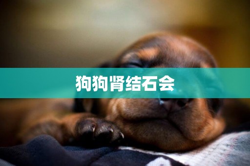 狗狗腎結石會