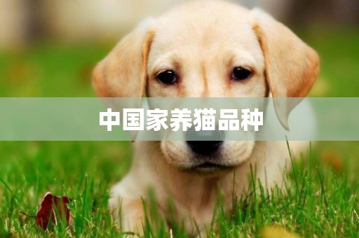 中國家養貓品種
