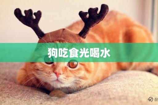 狗吃食光喝水