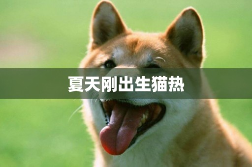 夏天剛出生貓熱