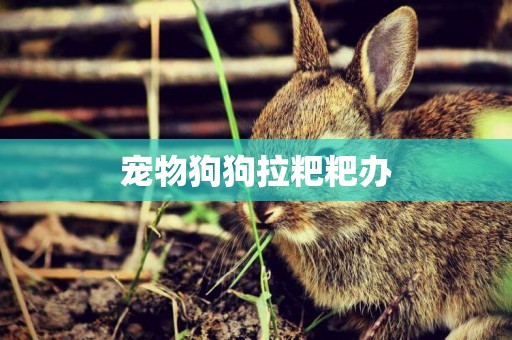 寵物狗狗拉粑粑辦