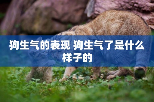狗生氣的表現 狗生氣了是什么樣子的