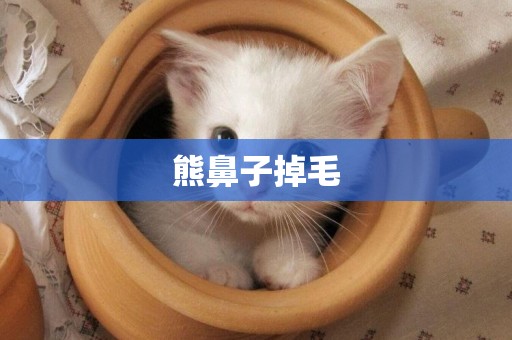 熊鼻子掉毛