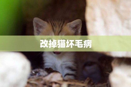 改掉貓壞毛病