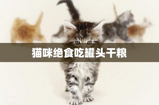 貓咪絕食吃罐頭干糧