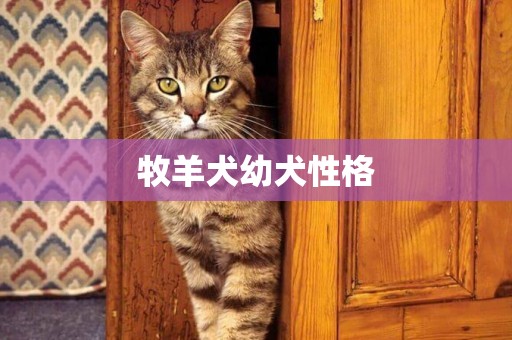 牧羊犬幼犬性格