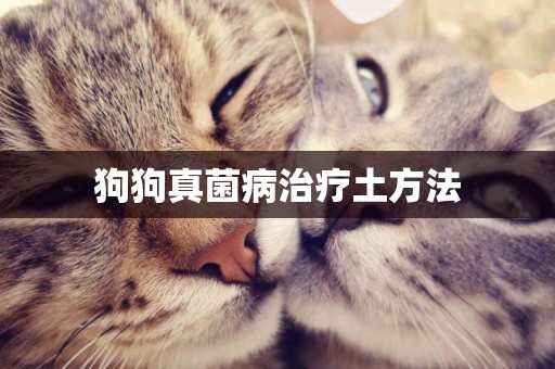 狗狗真菌病治療土方法