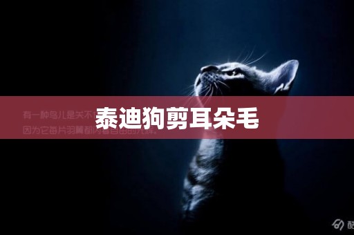 泰迪狗剪耳朵毛