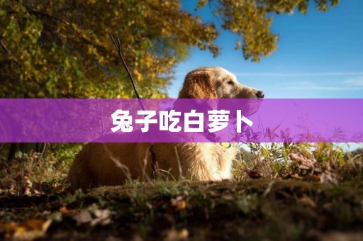 兔子吃白蘿卜