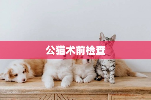 公貓術前檢查