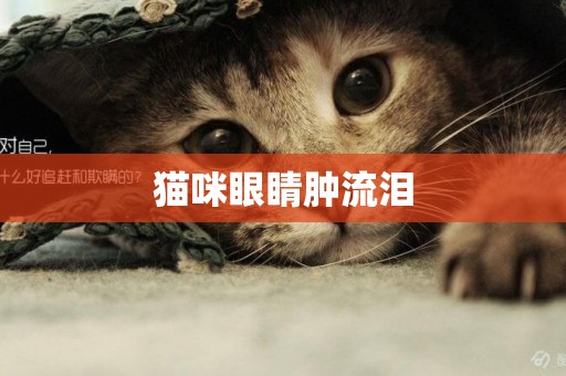 貓咪眼睛腫流淚