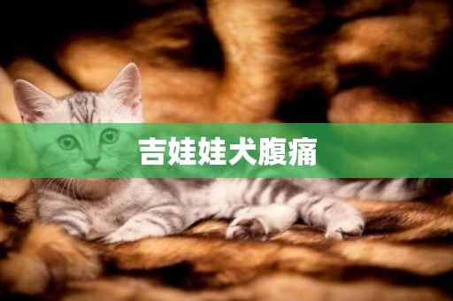吉娃娃犬腹痛