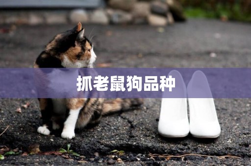 抓老鼠狗品種