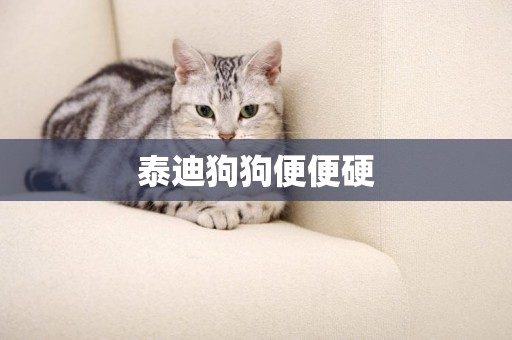 泰迪狗狗便便硬