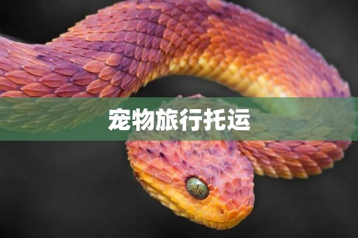 寵物旅行托運