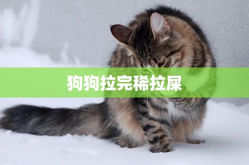 狗狗拉完稀拉屎