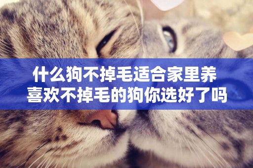 什么狗不掉毛適合家里養 喜歡不掉毛的狗你選好了嗎？