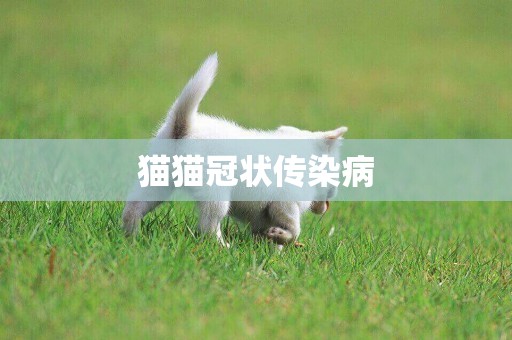 貓貓冠狀傳染病