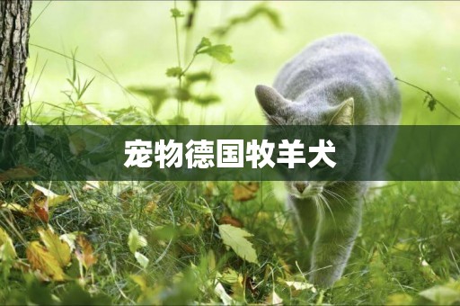 寵物德國牧羊犬
