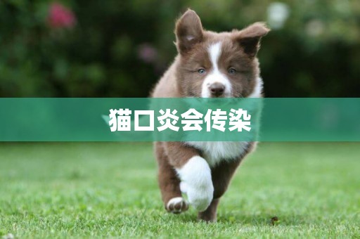 貓口炎會傳染