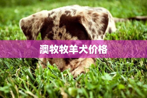 澳牧牧羊犬價格