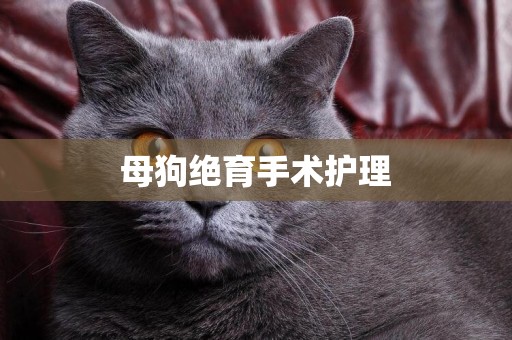 母狗絕育手術護理