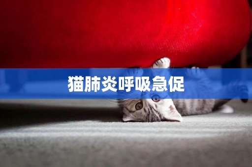 貓肺炎呼吸急促
