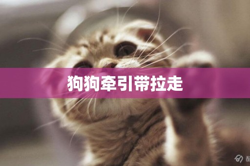狗狗牽引帶拉走