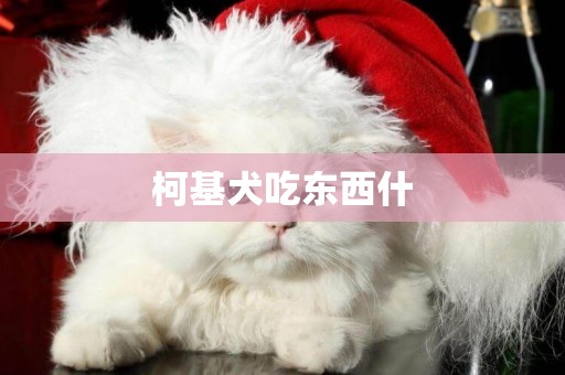 柯基犬吃東西什