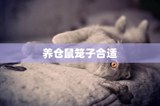 養倉鼠籠子合適