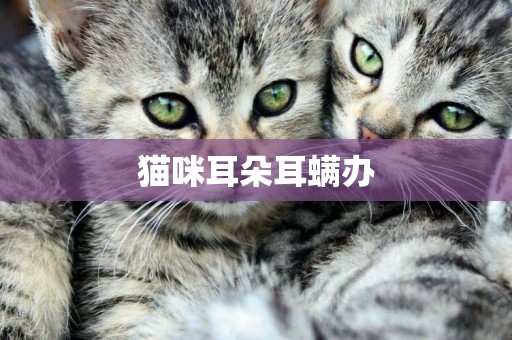 貓咪耳朵耳螨辦