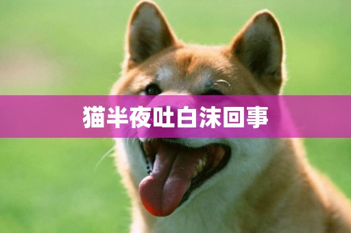 貓半夜吐白沫回事