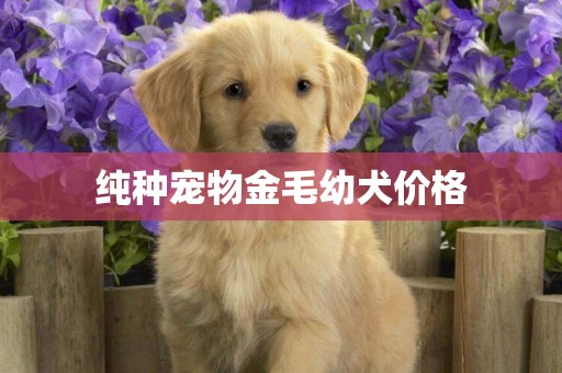 純種寵物金毛幼犬價格