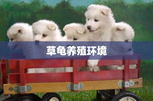 草龜養殖環境