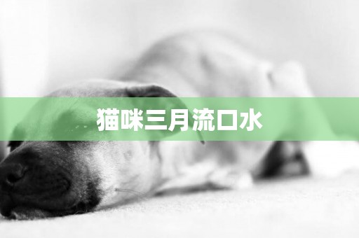 貓咪三月流口水