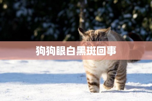 狗狗眼白黑斑回事
