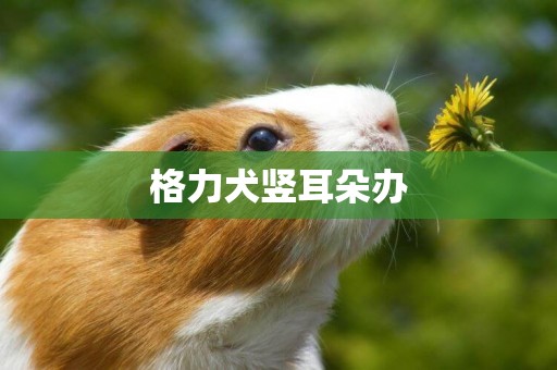 格力犬豎耳朵辦