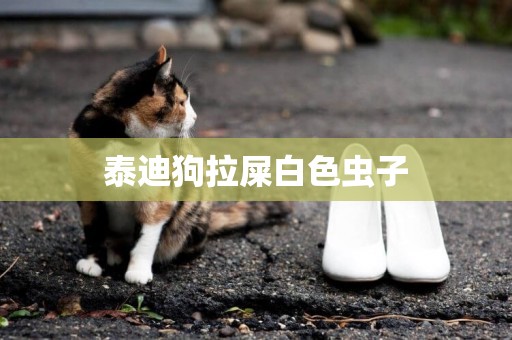 泰迪狗拉屎白色蟲子