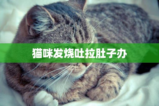 貓咪發燒吐拉肚子辦