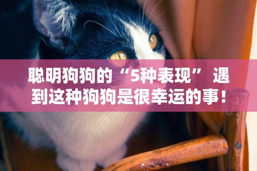 聰明狗狗的“5種表現” 遇到這種狗狗是很幸運的事！