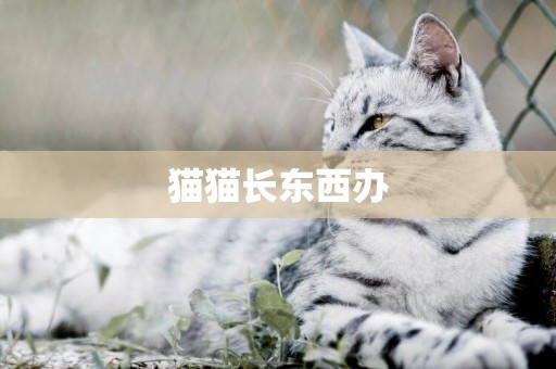 貓貓長東西辦