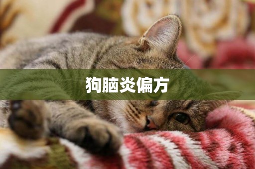 狗腦炎偏方