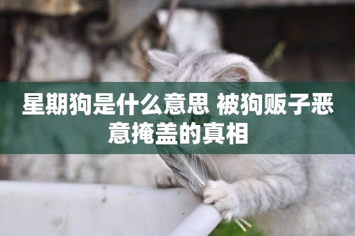 星期狗是什么意思 被狗販子惡意掩蓋的真相
