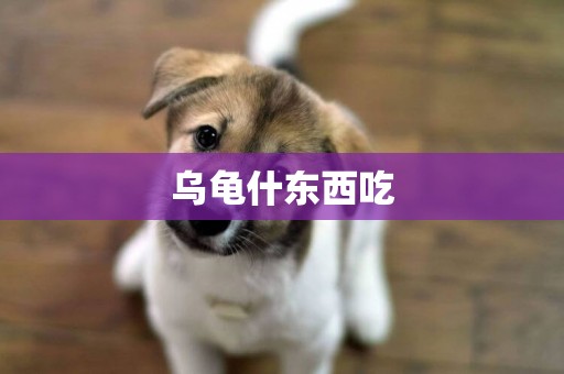 烏龜什東西吃